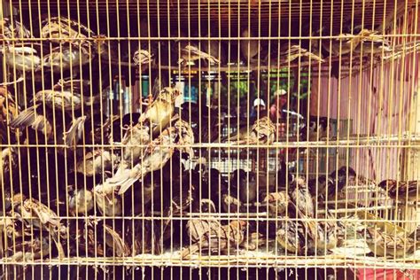 Birds in cage at market for sale | Premium Photo