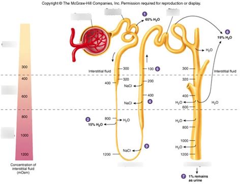 Loop of Henle Function 的图像结果