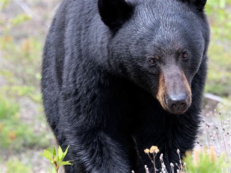 American Black Bear In Taiga