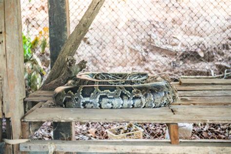 Image result for Reptile Python Cage