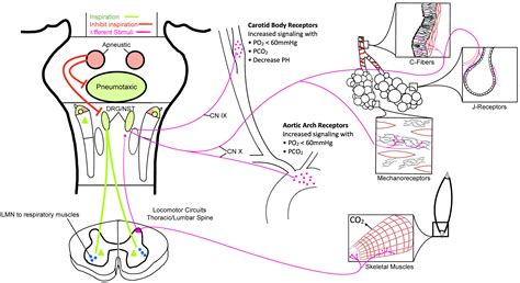 Respiratory Patterns in Neurological Injury, Pathophysiology ...