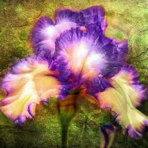 Beauty of hydrangea Photograph by Lilia D - Fine Art America