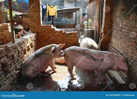 Southeast Asian Pig editorial image. Image of forest - 124190390