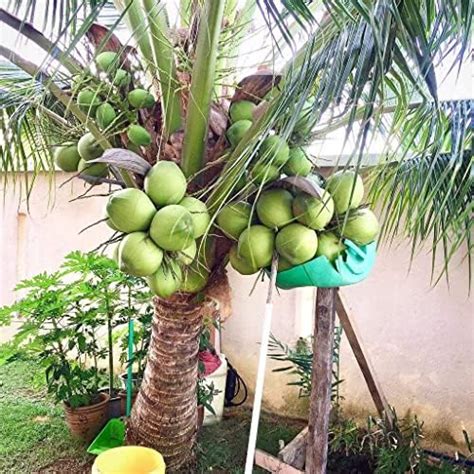Creative Farmer Sri Lankan Coconut (Cocos Nucifera) Rare Dwarf Kerala ...
