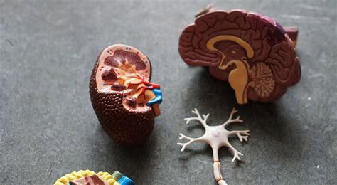 [Human Physiology] Cardiovascular System – MCQ Questions with Answers ...