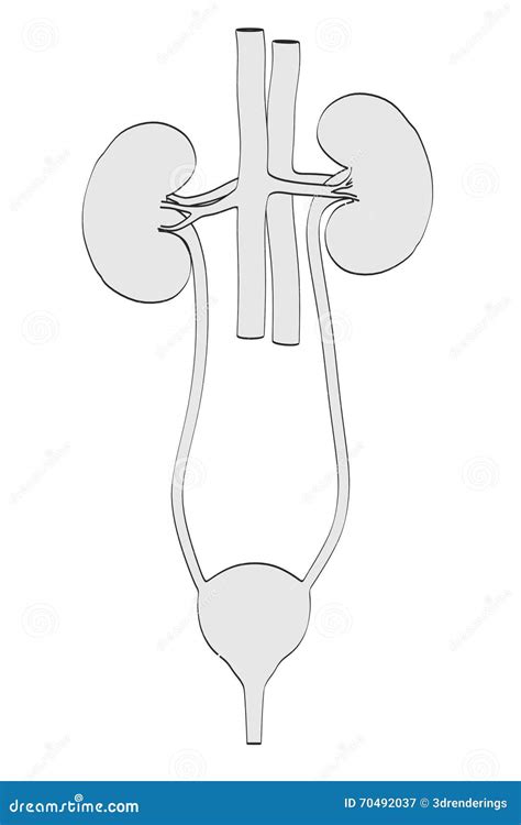 Urinary system stock illustration. Illustration of human - 70492037