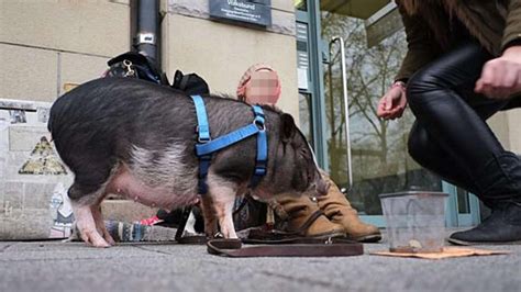 德国女子携迷你宠物猪街头乞讨(组图)-搜狐滚动