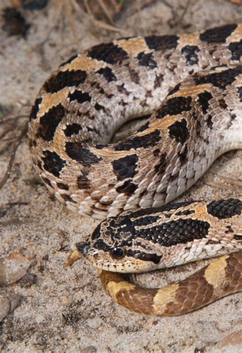 Proposed Protections for Southern Hognose Snake | U.S. Fish & Wildlife ...