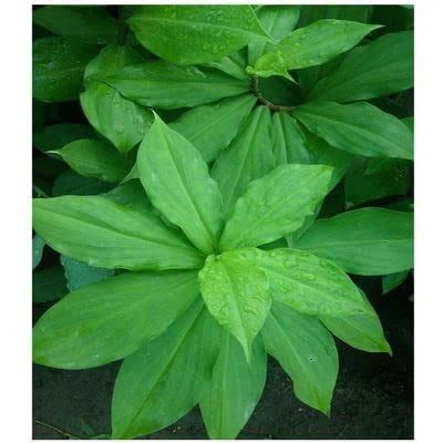 Insulin Live plant (Costus Igneus) : Amazon.in: Health & Personal Care