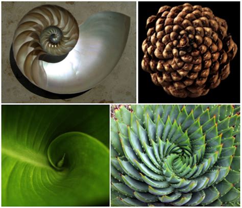 Image result for Patterns in Nature