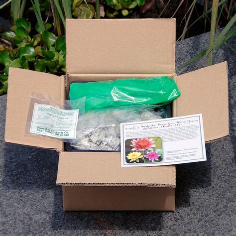 Van Zyverden Red Premium Series Water Lily James Brydon Kit Bulbs in ...