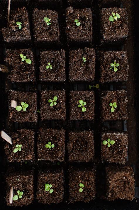 How to start soil blocking for seed starting the rooted farmhouse – Artofit