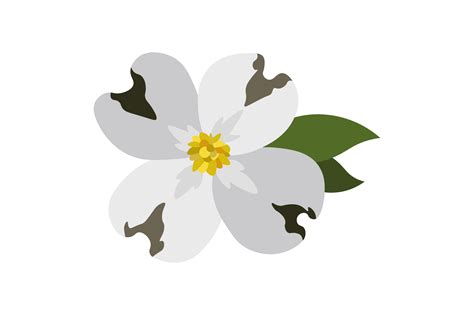 Virginia State Flower - Cornus Florida SVG Cut file by Creative Fabrica ...