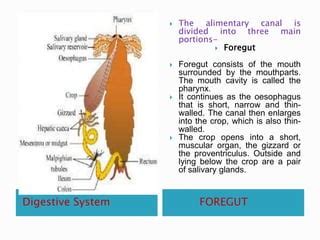 Image result for Digestive System of Cockroach