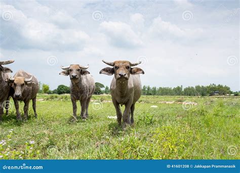 Group of Buffaloes on the Green Field Stock Photo - Image of plant ...