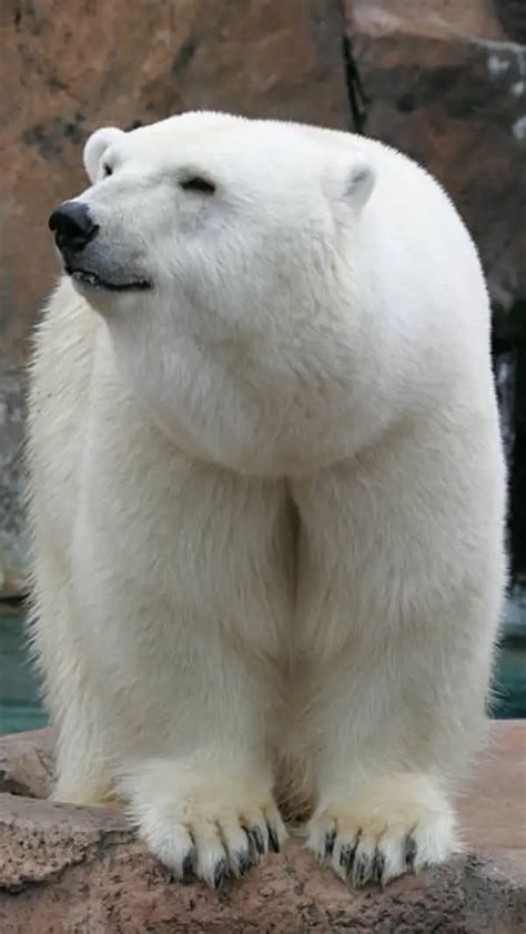 UPS vs NPS Calculator: Is A Switch From National Pension Scheme to ...