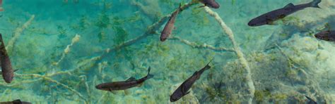 Paid Attractions | Fish Pedicure in Mumbai