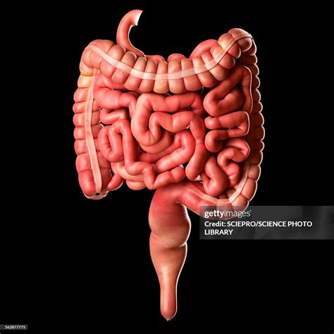 Human Intestines Illustration High-Res Vector Graphic - Getty Images