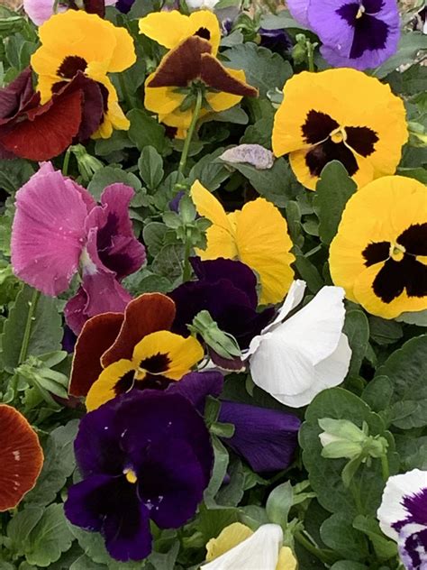 Exterior Foliage - Plants & Planters