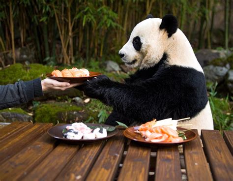 Régime Alimentaire des Pandas Au-Delà du Bambou : Ce que les Pandas Géants Mangent Vraiment