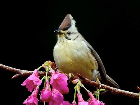 Taiwan Yuhina - eBird