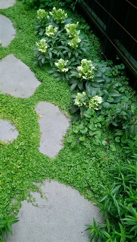 Low Ground Cover Plants