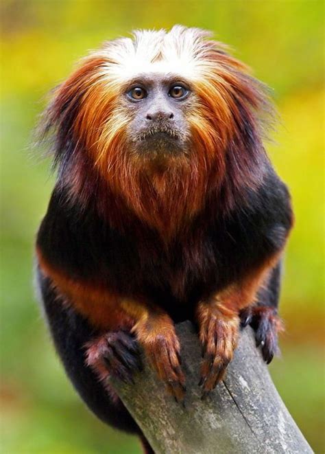 Image result for Colorful Primates