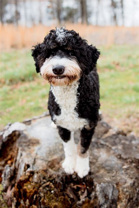 Aussiedoodle Full Grown