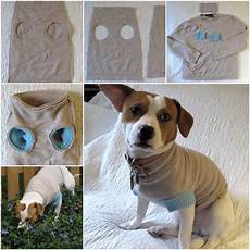 Make Your Pet A Part Of Your And Home A Few Ideas For How To Make Your Apartment Ready For A Guest by Diy Upcycle Sweater Into Pet Clothes Cat Make Your Pet A Part Of Your And Home A Few Ideas For How To Make Your Apartment Ready For A Guest