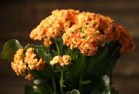 The Psychology of Plant Colors: Can Garden Hues Affect Your Mood? – Ugaoo