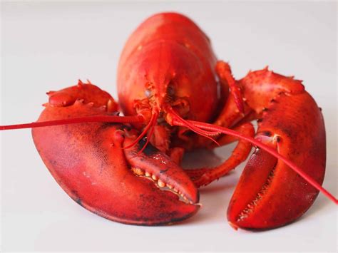 Can Babies Eat Lobster