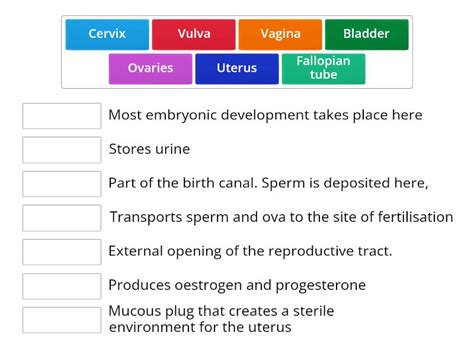 Cow Reproductive System Model 的图像结果