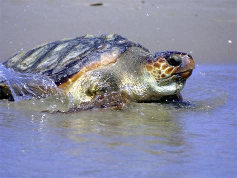 Loggerhead Turtle 的图像结果