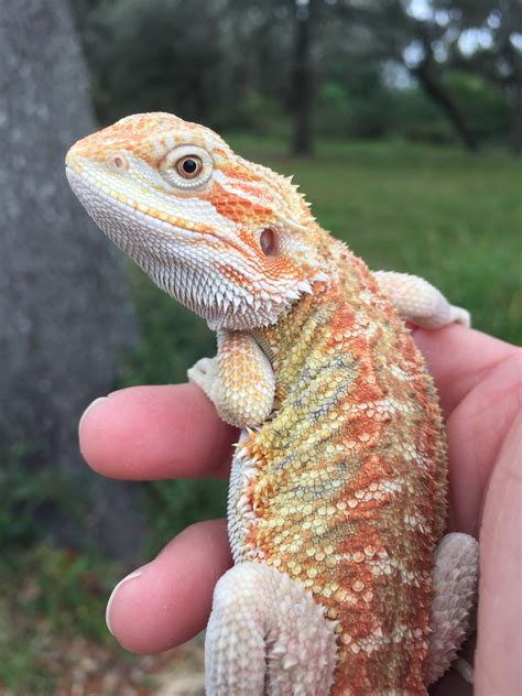 Rare Bearded Dragon Morphs