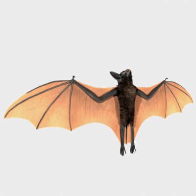 Image result for Giant Bat Java