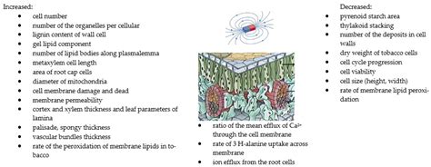 The Static Magnetic Field Regulates the Structure, Biochemical Activity ...