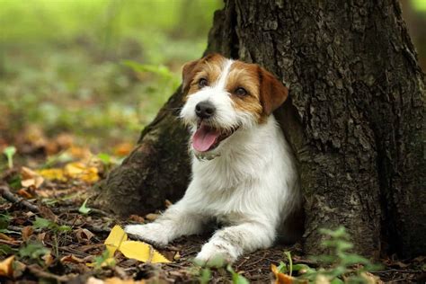 Jack Russell Lifespan: How Long Do Jack Russells Live?