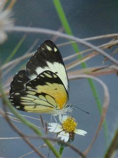 Download wallpaper 240x320 white butterfly, butterfly, insects, grass ...