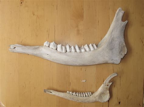 Teeth in herbivores, carnivores and us | ingridscience.ca