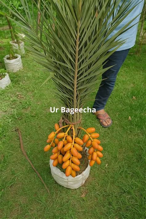 urbageecha TISSUE CULTURE DWARF DATE PLAM (SELF POLLINATION) (2 Feet ...