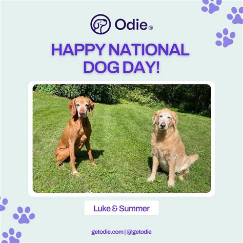 Odie Pet Insurance on LinkedIn: #nationaldogday #dogs #petinsurance # ...
