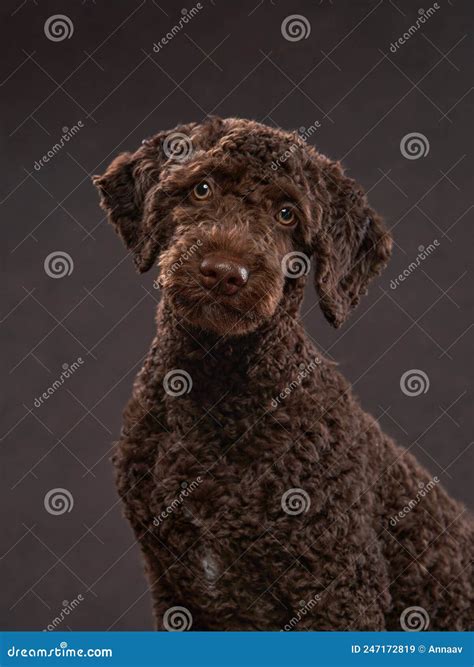 Funny Spanish Horse Tossing The Tongue To A Border Collie Puppy That Is ...
