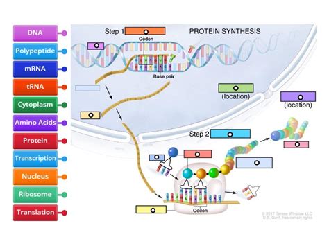 Image result for Protein Synthesis Overview Diagram