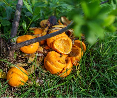 What Plants Like Orange Peels? A Gardener’s Guide To Citrus Scraps