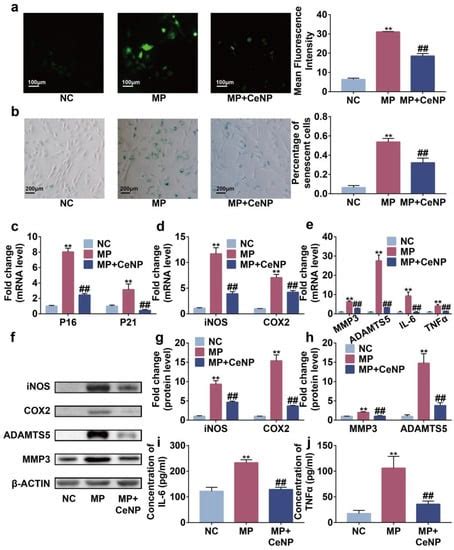 Ceria Nanoparticles Alleviated Osteoarthritis through Attenuating ...