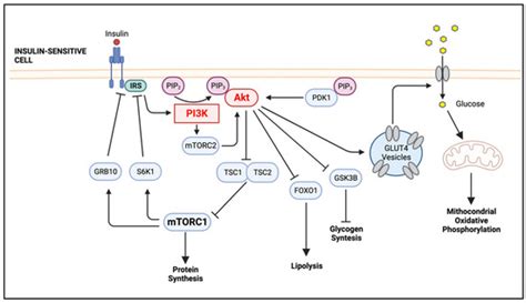 The PI3K/Akt Pathway in Meta-Inflammation