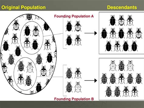 Image result for Genotype Example