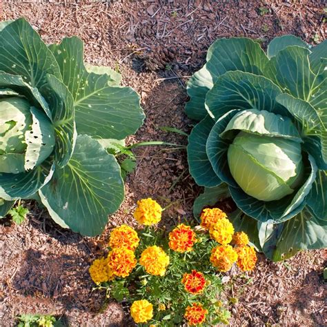 Plantar guisantes: cuándo se siembran y cómo hacerlo bien para que ...