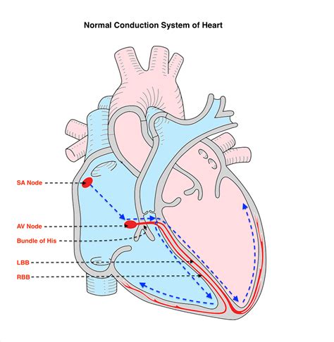 Electrical Conduction Of The Heart