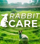 Image result for Vettery Care On Rabbit